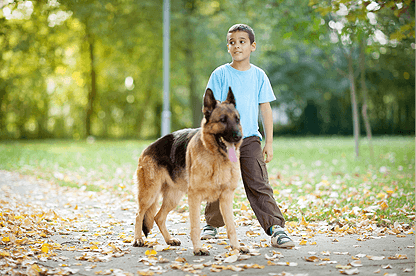 Dog Care