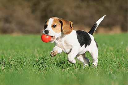 Dog Training Academy