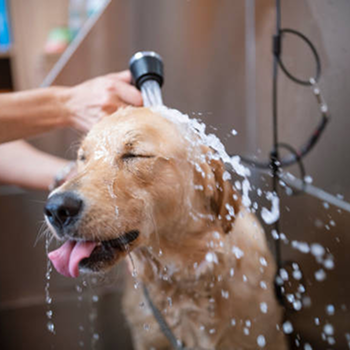 <p>Complete care including bathing, brushing, nail trimming, ear cleaning, and styling to keep your dog clean and healthy.</p>