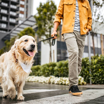 <p>Regular outdoor walks to ensure your pet gets proper exercise, stimulation, and fresh air.</p>