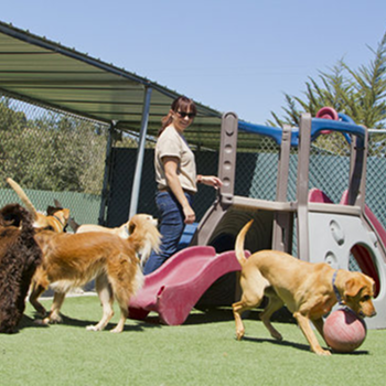 <p>Safe and comfortable overnight or extended stay facilities where dogs are cared for like family.</p>