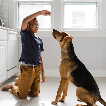 <p>Personalized care at your home, feeding, walking, and spending time with your dog while you’re away.</p>