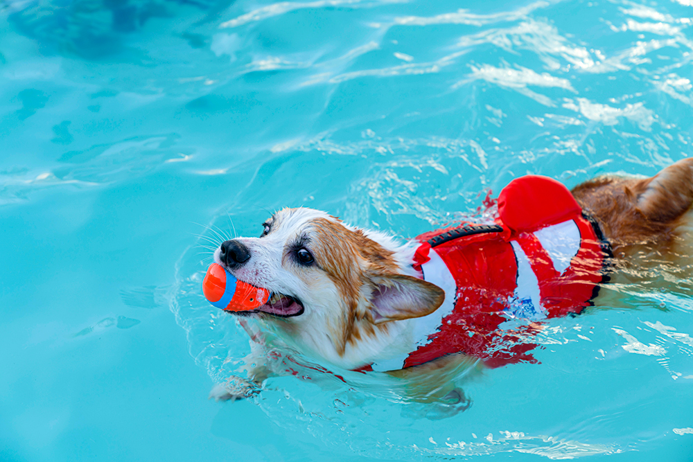 <p>At <strong data-start="215" data-end="230">Shemeek’sK9</strong>, we believe that swimming is not just fun—it’s an excellent way to keep your dog <strong data-start="312" data-end="339">fit, healthy, and happy</strong>. Our <strong data-start="345" data-end="381">dog-friendly swimming facilities</strong> are designed for dogs of all sizes and skill levels, providing a safe and enjoyable aquatic experience.</p>