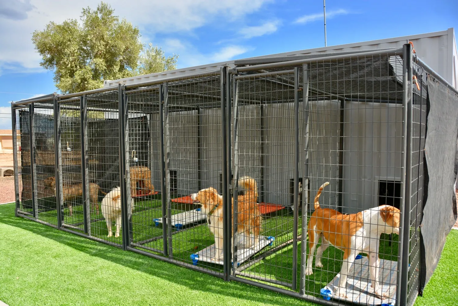 <p data-start="232" data-end="516">When you’re away, give your furry friend a <strong data-start="275" data-end="328">safe, comfortable, and loving home away from home</strong> at <strong data-start="332" data-end="347">Shemeek’sK9</strong>. Our dog boarding facilities are designed to provide the perfect balance of <strong data-start="424" data-end="460">care, comfort, and companionship</strong> so your pet feels happy and secure while you’re gone.</p>