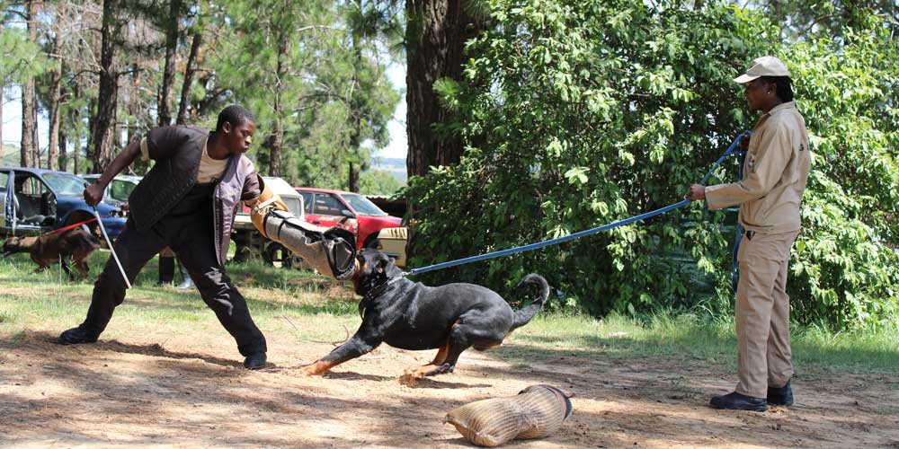 Protection Training