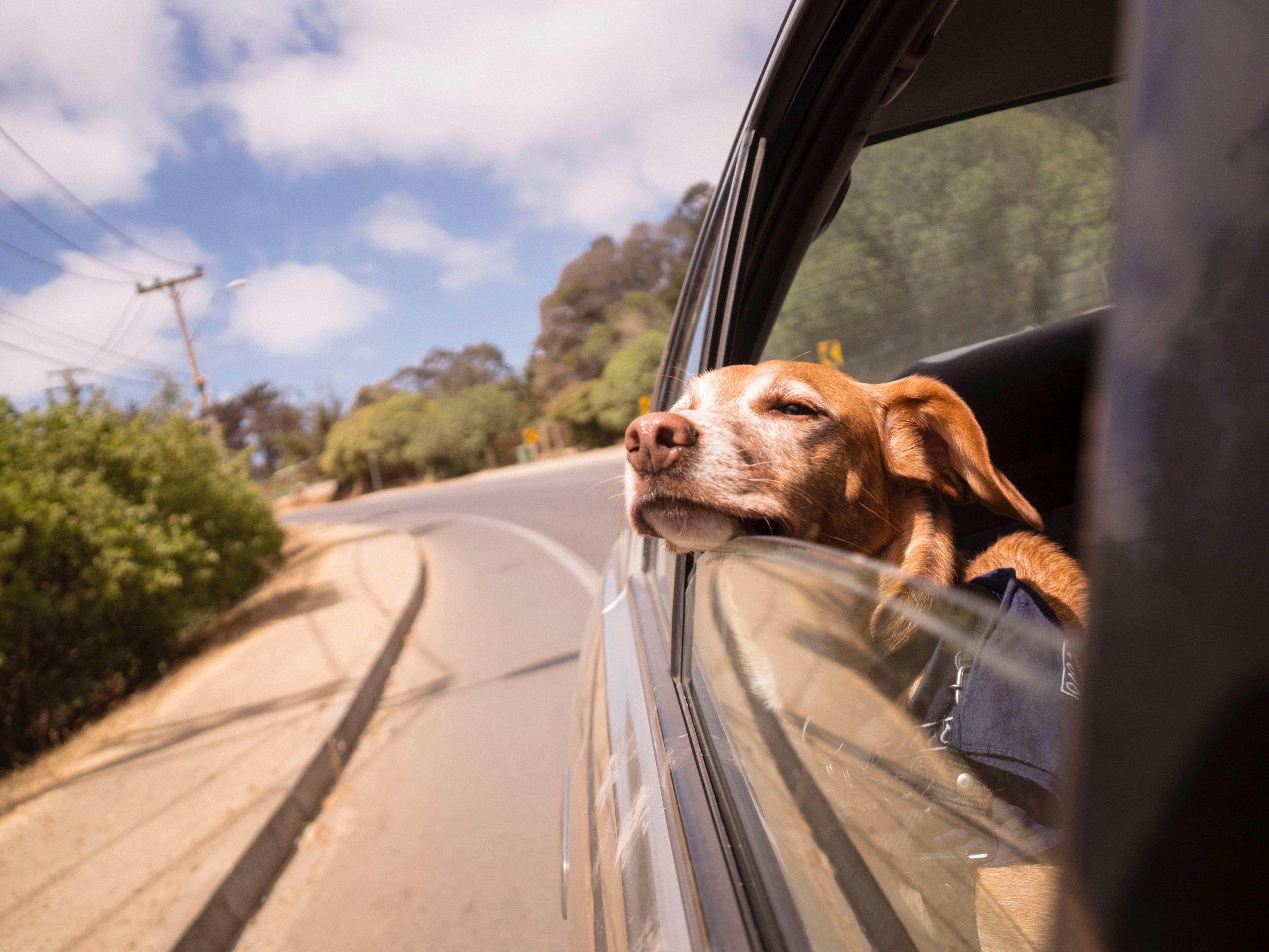 <p>At <strong data-start="272" data-end="287">Shemeek’sK9</strong>, we understand that busy schedules or travel limitations can make it difficult to bring your pet to us. That’s why we offer a <strong data-start="414" data-end="470">safe, reliable, and convenient Pickup &amp; Drop service</strong> for your furry companions.</p>