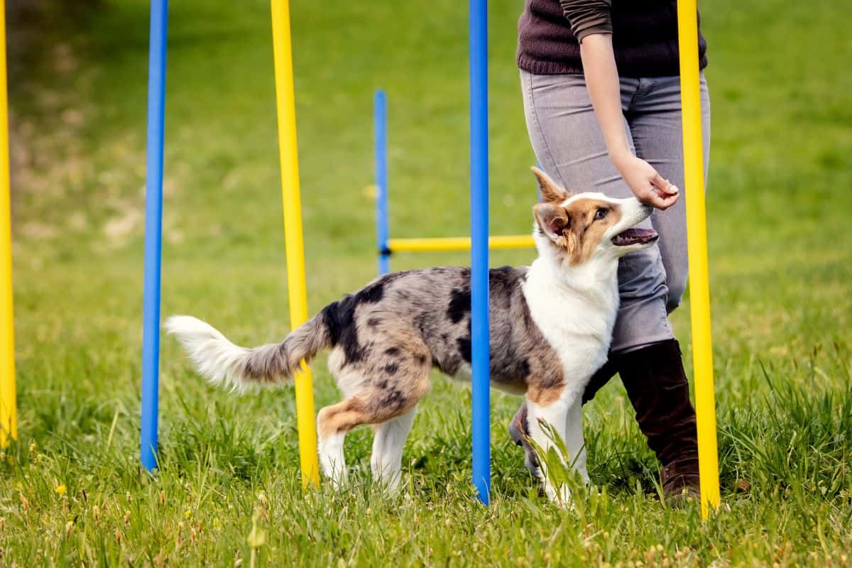 <p data-start="299" data-end="642">At <strong data-start="302" data-end="317">Shemeek’sK9</strong>, we understand that training is the foundation of a happy, disciplined, and confident dog. Our training programs are carefully designed to suit dogs of all ages, breeds, and temperaments. With a blend of patience, positive reinforcement, and expert techniques, we make learning fun and effective for your furry companions.</p>