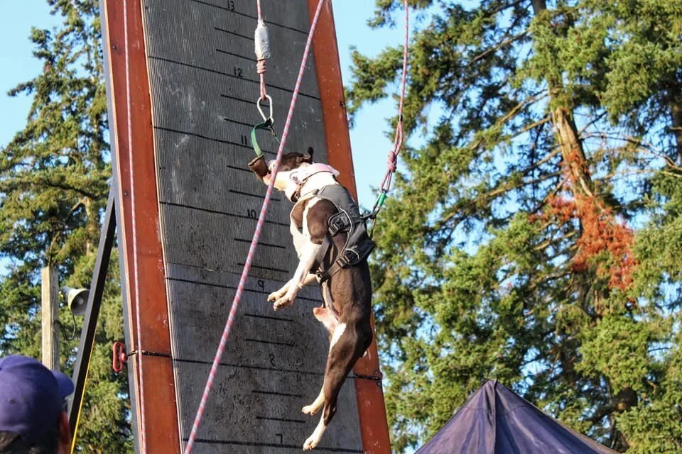 Wall climbing