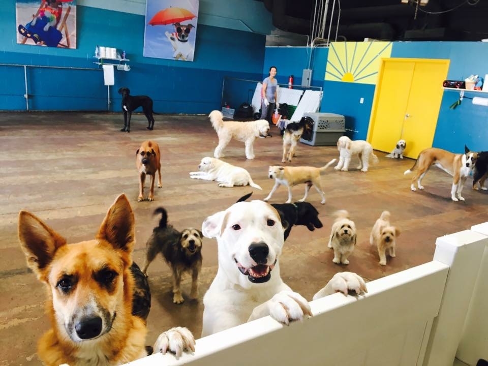 <p>At <strong data-start="249" data-end="263">ShemeeksK9</strong>, we understand that a healthy diet is the foundation of your dogâ€™s overall well-being. Thatâ€™s why our onboarding process is designed to make your journey with us simple, transparent, and personalized to your petâ€™s needs.</p>