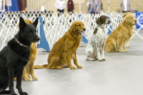 KCI Competition Obedience Training